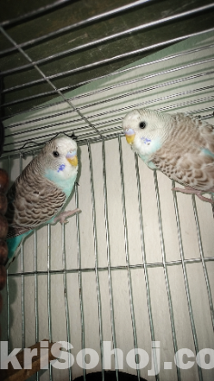 Ring eyes budgies